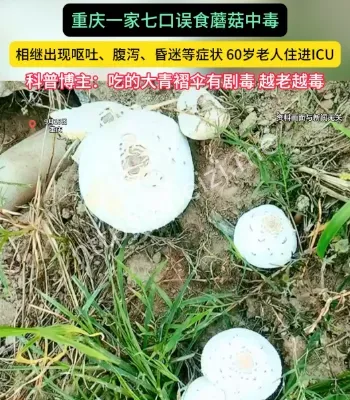 重庆一家七口误食蘑菇中毒